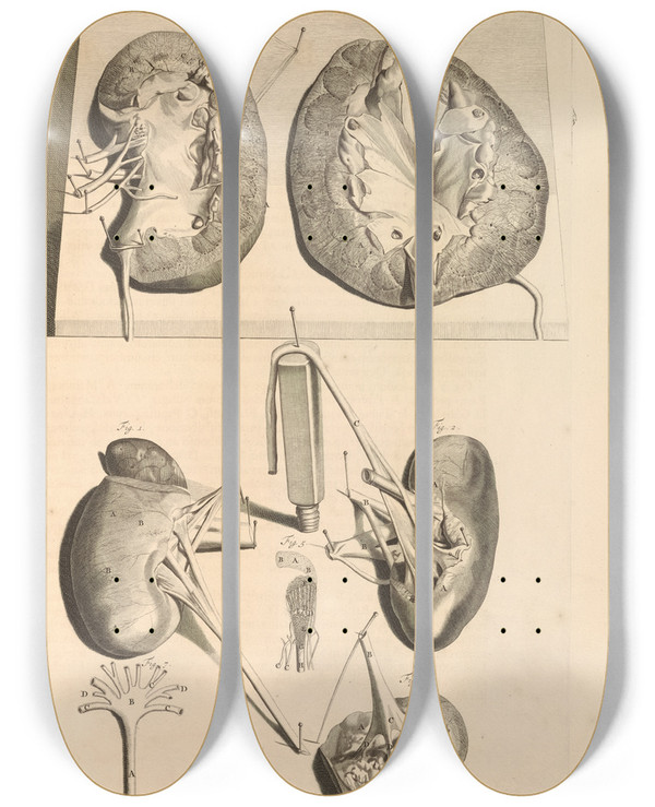 Triptych art skateboard deck of Gerard De Lairesse Anatomia Humani Corporis Pl044 by Gerard de Lairesse (1641-1711)