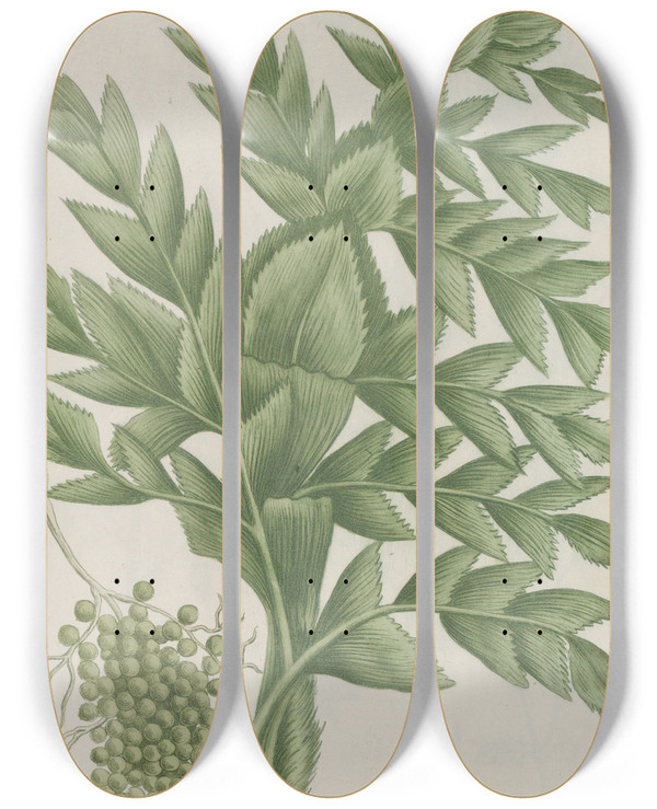 Triptych art skateboard deck of Johann Wilhelm Weinmann Phytanthoza Iconographia Pl226 by Johann Wilhelm Weinmann (1683-1741)