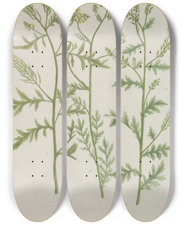 Triptych art skateboard deck of Johann Wilhelm Weinmann Phytanthoza Iconographia Pl205 by Johann Wilhelm Weinmann (1683-1741)