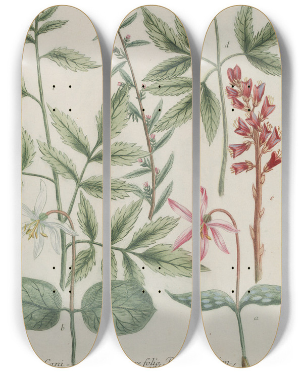 Triptych art skateboard deck of Johann Wilhelm Weinmann Phytanthoza Iconographia Pl183 by Johann Wilhelm Weinmann (1683-1741)