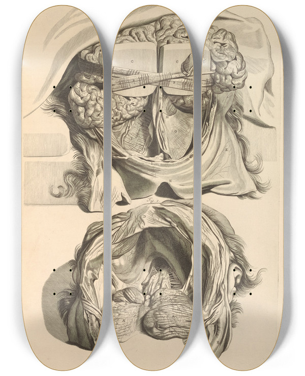 Triptych art skateboard deck of Gerard De Lairesse Anatomia Humani Corporis Pl008 by Gerard de Lairesse (1641-1711)