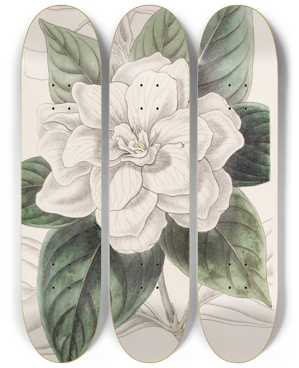 Triptych art skateboard deck of Sydenham Edwards Mr Fortunes Gardenia by Sydenham Edwards (1768-1819)