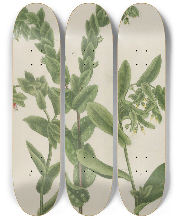 Triptych art skateboard deck of Johann Wilhelm Weinmann Phytanthoza Iconographia Pl082 by Johann Wilhelm Weinmann (1683-1741)