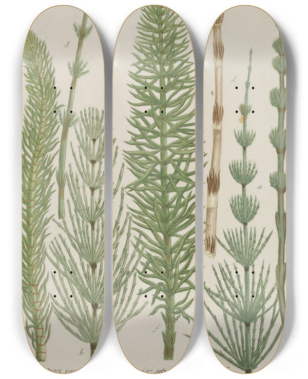 Triptych art skateboard deck of Johann Wilhelm Weinmann Phytanthoza Iconographia Pl203 by Johann Wilhelm Weinmann (1683-1741)