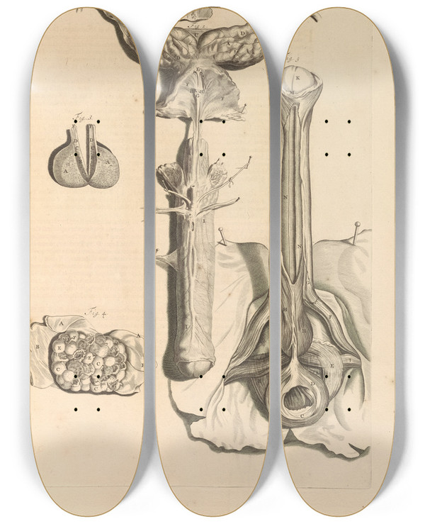 Triptych art skateboard deck of Gerard De Lairesse Anatomia Humani Corporis Pl048 by Gerard de Lairesse (1641-1711)