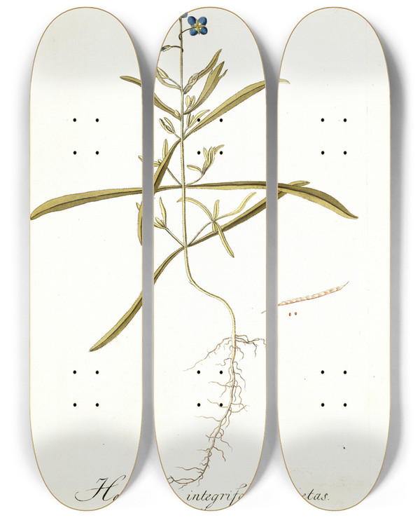 Triptych art skateboard deck of Nikolaus Joseph Freiherr Von Jacquin Heliophila Integrifolia by Nikolaus Joseph Freiherr Von Jacquin (1727-1817)