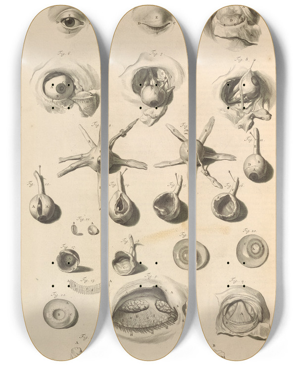 Triptych art skateboard deck of Gerard De Lairesse Anatomia Humani Corporis Pl012 by Gerard de Lairesse (1641-1711)