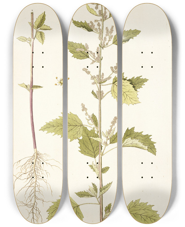 Triptych art skateboard deck of Nikolaus Joseph Freiherr Von Jacquin Chenopodium Guineense by Nikolaus Joseph Freiherr Von Jacquin (1727-1817)