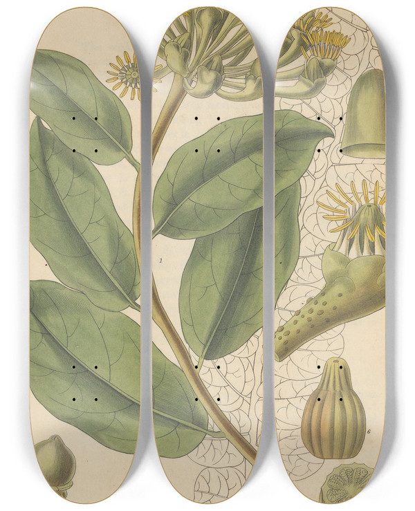 Triptych art skateboard deck of William Jackson Hooker Marcgravia Umbellata by William Jackson Hooker (1785-1865)