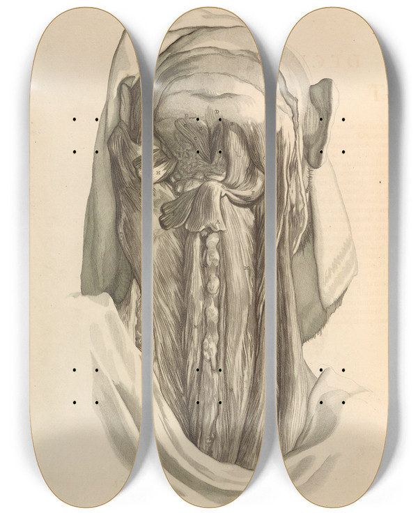 Triptych art skateboard deck of Gerard De Lairesse Anatomia Humani Corporis Pl018 by Gerard de Lairesse (1641-1711)