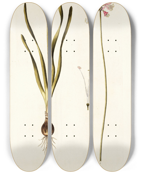 Triptych art skateboard deck of Nikolaus Joseph Freiherr Von Jacquin Strumaria Rubella by Nikolaus Joseph Freiherr Von Jacquin (1727-1817)