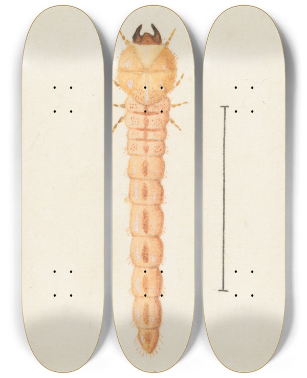 Triptych art skateboard deck of George Hudson Entomology Watercolour Pl086 by George Hudson (1867-1946)