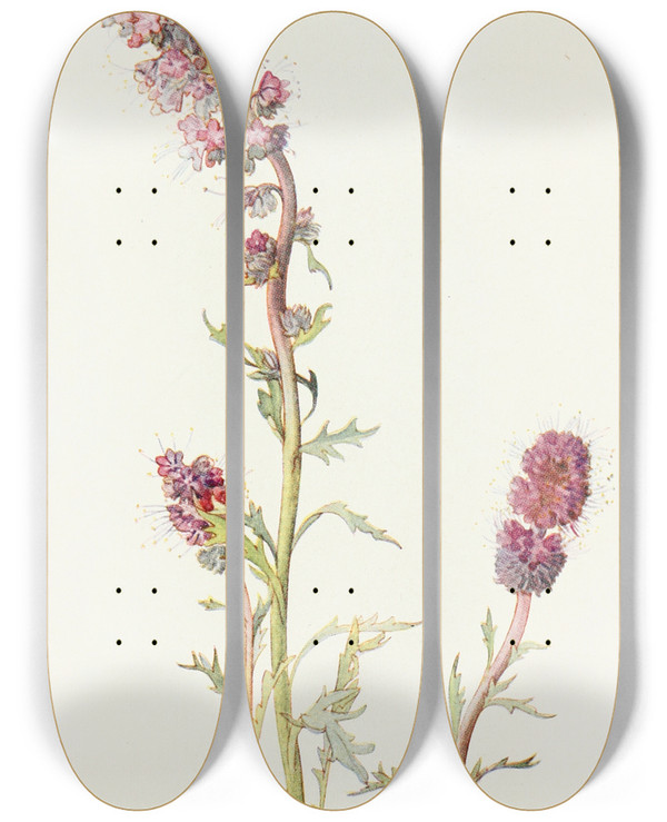 Triptych art skateboard deck of Margaret Armstrong Mountain Phacelia by Margaret Armstrong (1867-1944)