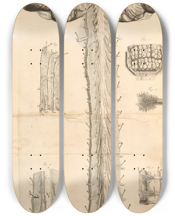 Triptych art skateboard deck of Gerard De Lairesse Anatomia Humani Corporis Pl011 by Gerard de Lairesse (1641-1711)