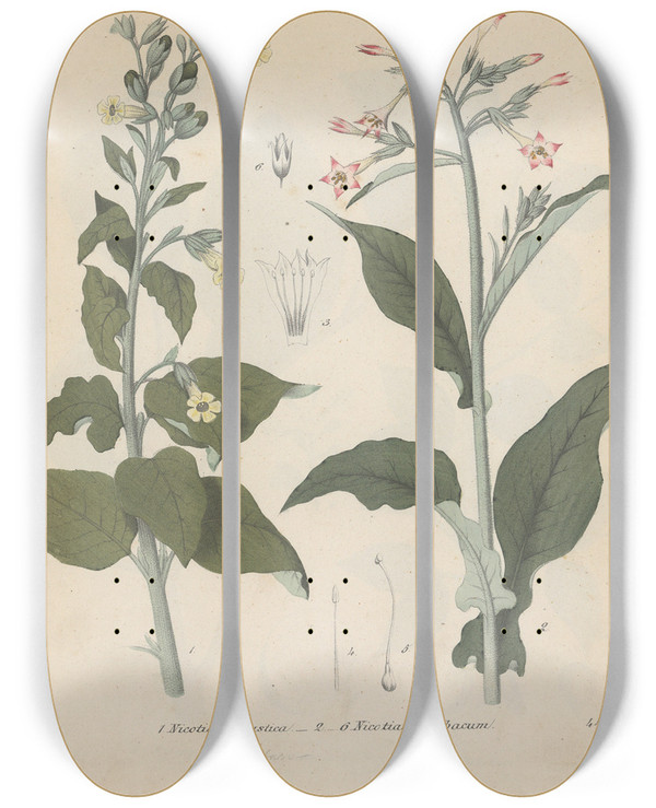 Triptych art skateboard deck of Friedrich Berge Giftpflanzenbuch Pl44 by Friedrich Berge (1811-1883)