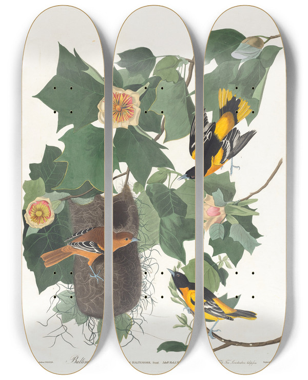 Triptych art skateboard deck of John James Audubon Baltimore Oriole by John James Audubon (1785-1851)