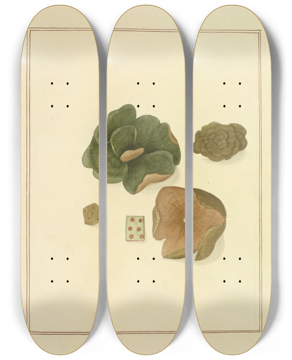 Triptych art skateboard deck of James Bolton Icons Fungorum Circa Halifax Sponte Nascentium Pl190 by James Bolton (1735-1799)