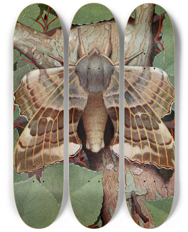 Triptych art skateboard deck of Paulandre Robert Le Smrinthe Du Peuplier by Paul-Andre Robert (1901-1977)