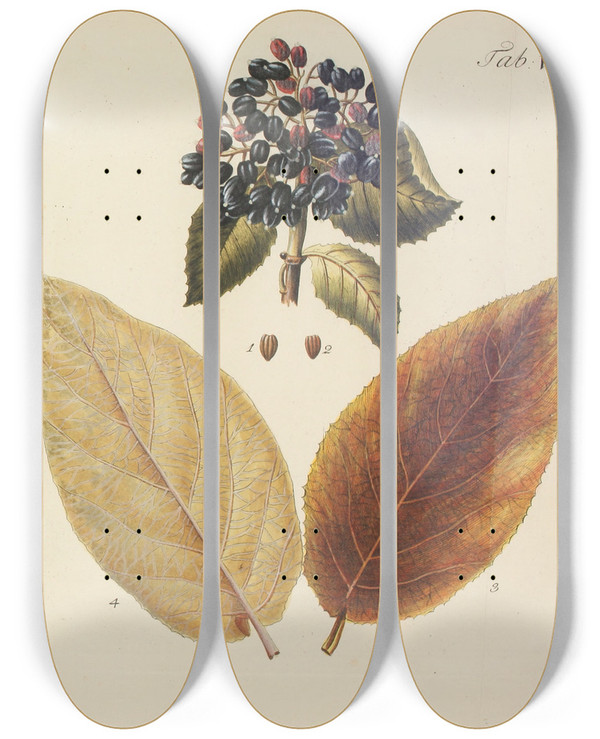 Triptych art skateboard deck of Carl Christoph Oelhafen Von Schllenbach Abbildung Der Wilden Bume Stauden Und Buschgewchse Pl116 by Carl Christoph Oelhafen Von Schollenbach (1709-1785)