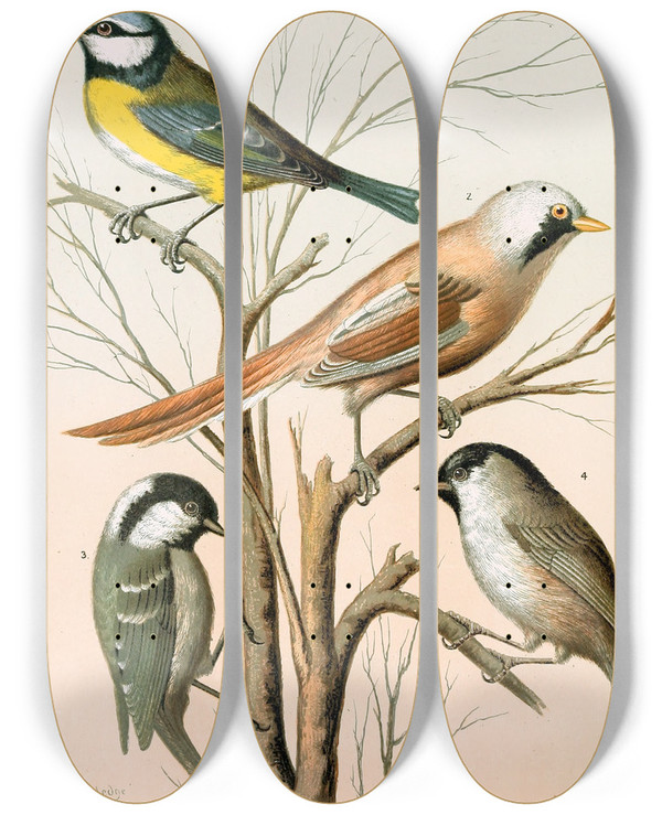Triptych art skateboard deck of W A Blakston Blue Titmouse Bearded Titmouse Cole Titmouse Marsh Titmouse by W A Blakston (19-)