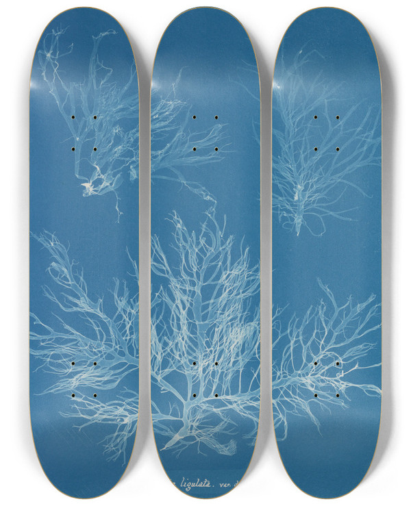 Triptych art skateboard deck of Anna Atkins Halymenia Ligulata Var Dichotoma by Anna Atkins (1799-1871)