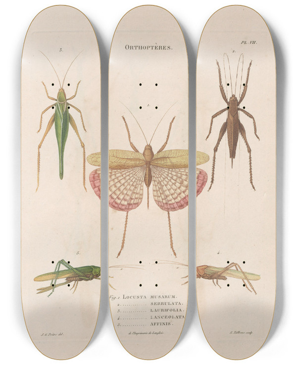 Triptych art skateboard deck of Jean Gabriel Pretre Insectes Recueillis En Afrique Et En Amrique Pl42 by Jean Gabriel Pretre (1768-1849)