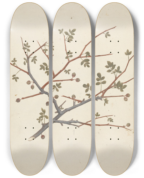 Triptych art skateboard deck of Luigi Balugani Commiphora Gileadensis L C Chr Balm Of Gilead Opobalsam_2 by Luigi Balugani (1737-1770)