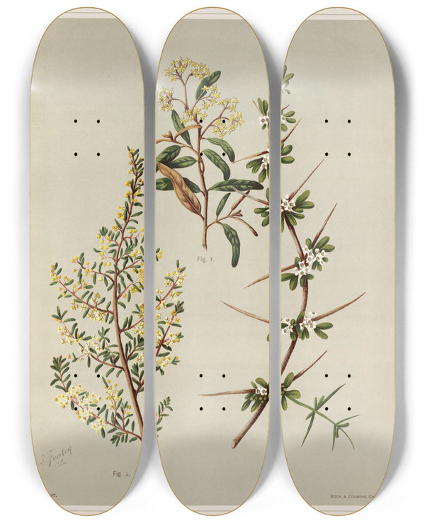 Triptych art skateboard deck of Sarah Featon 1 Pomaderris New Species 2 Pomaderris Phylicifolia 3 Discaria Toumatou Plate 21 by Sarah Featon (1848-1927)