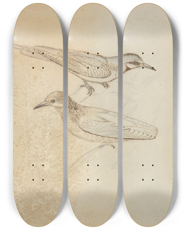 Triptych art skateboard deck of James Sowerby Two Tree Creepers by James Sowerby (1757-1822)