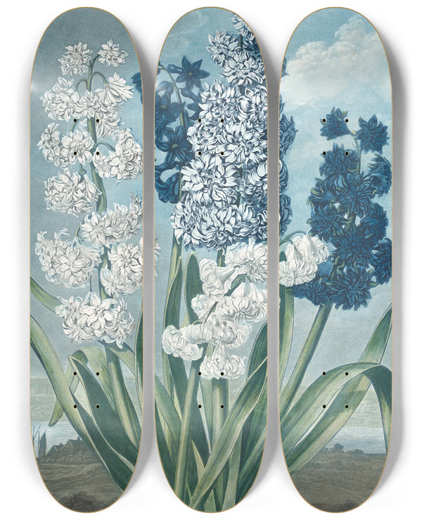 Triptych art skateboard deck of Thomas Warner Hyacinths by Thomas Warner (1790-1828)