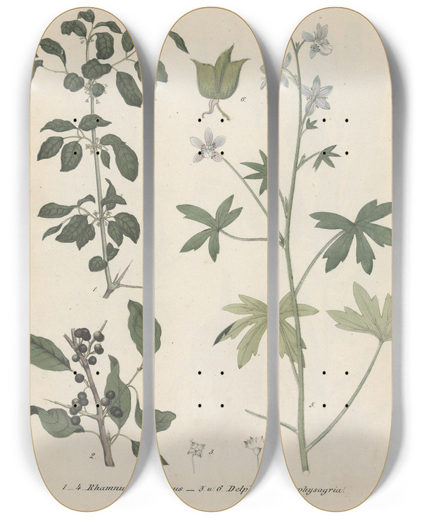 Triptych art skateboard deck of Friedrich Berge Giftpflanzenbuch Pl46 by Friedrich Berge (1811-1883)
