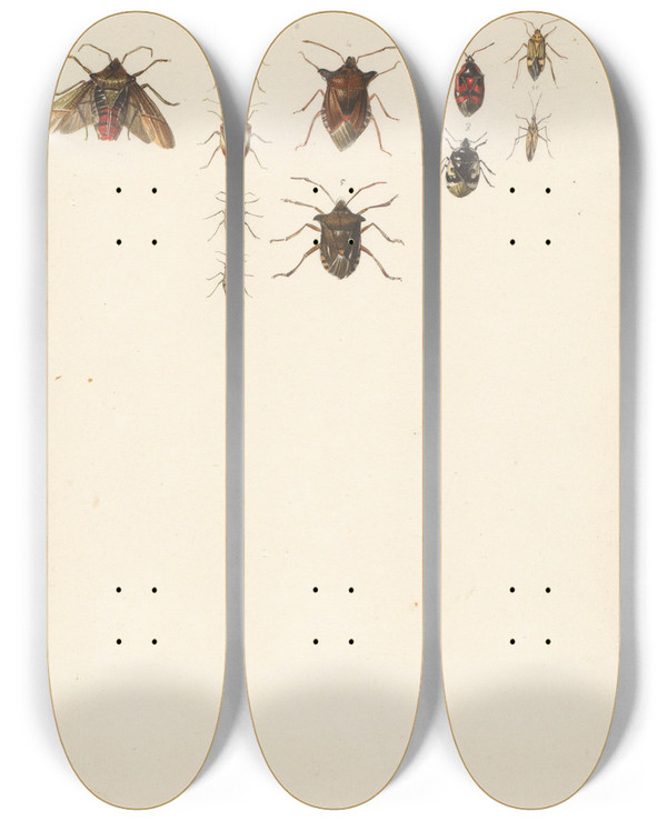 Triptych art skateboard deck of Albertus Steenbergen Studieblad Met Elf Verschillende Kevers by Albertus Steenbergen (1814-1900)