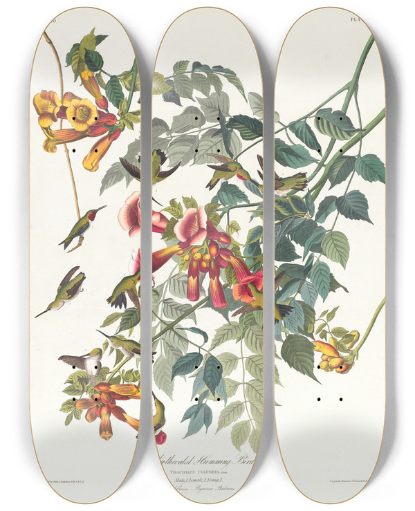 Triptych art skateboard deck of John James Audubon Rubythroated Humming Bird by John James Audubon (1785-1851)