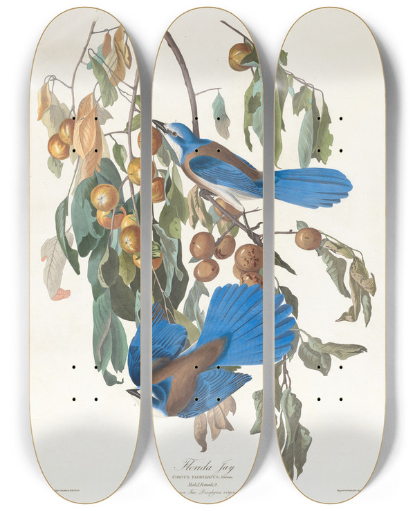 Triptych art skateboard deck of John James Audubon Florida Jay by John James Audubon (1785-1851)