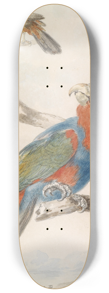 Abraham Meertens - Papagei 8.25 inch art skate deck