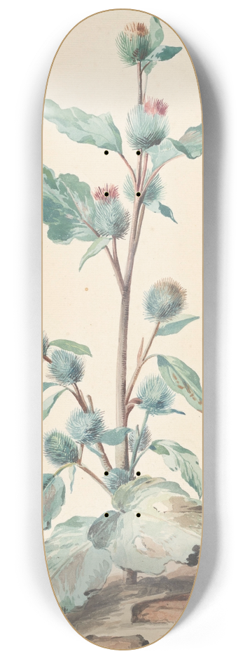 Aert Schouman - Distel 8.25 inch art skate deck