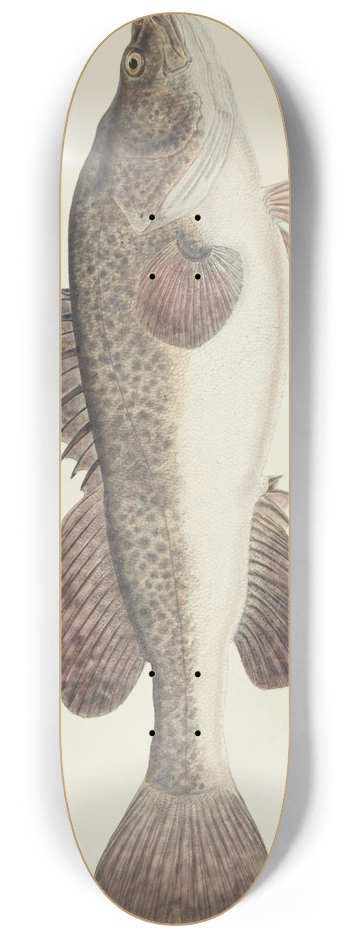 Frank Edward Clarke - Maccullochella sp (Tas) 8.25 inch art skate deck
