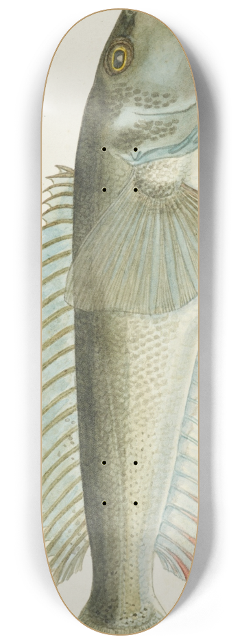 Frank Edward Clarke - Parapercis colias 8.25 inch art skate deck