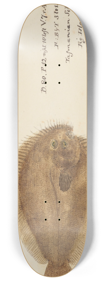 Frank Edward Clarke - Possibly Ammotretis sp (Tas) : Flounder 8.25 inch art skate deck