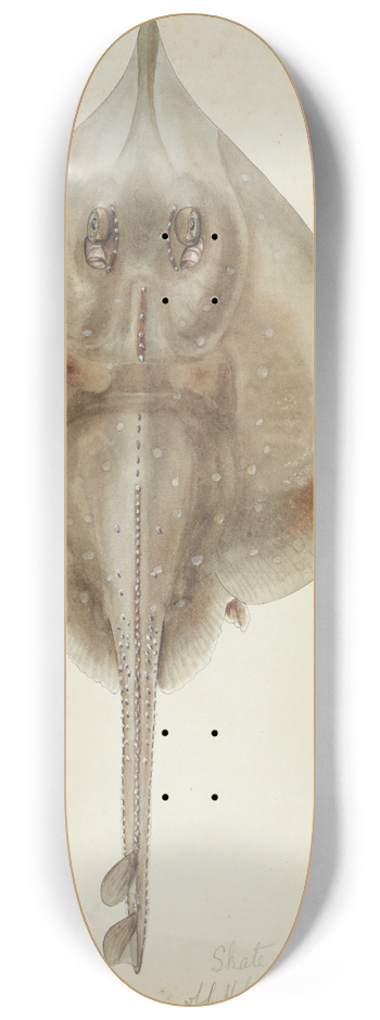 Frank Edward Clarke - Raja nasuta (NZ): Rough skate 8.25 inch art skate deck