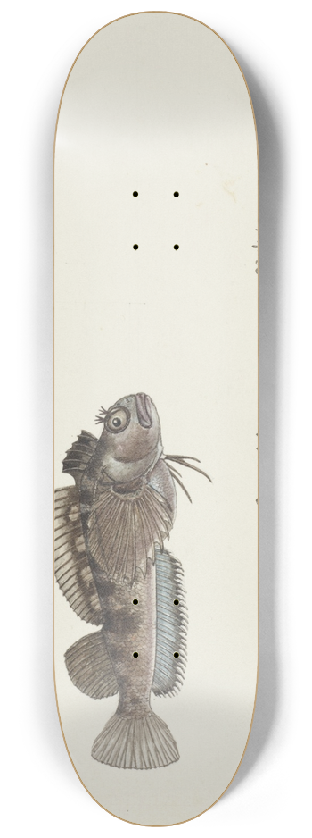 Frank Edward Clarke - Tripterygion robustum (NZ) : Estuarine triplefin 8.25 inch art skate deck