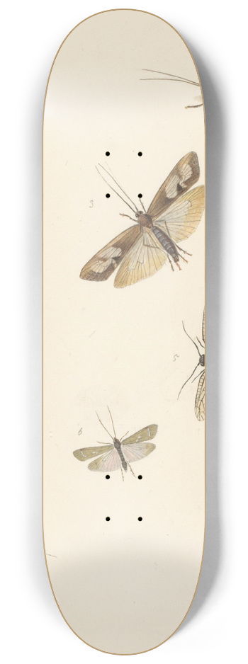 Albertus Steenbergen - Studieblad met acht nachtvlinders 8.25 inch art skate deck