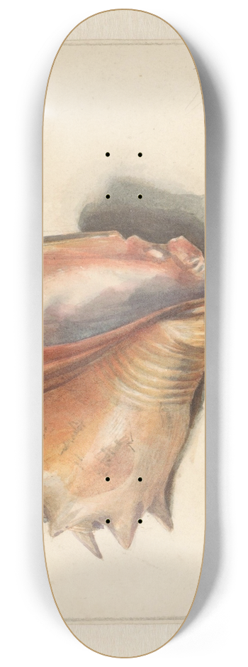 Albertus Steenbergen - Studie van een schelp 8.25 inch art skate deck