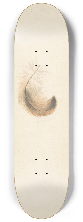 Albertus Steenbergen - Studie van een veertje 8.25 inch art skate deck