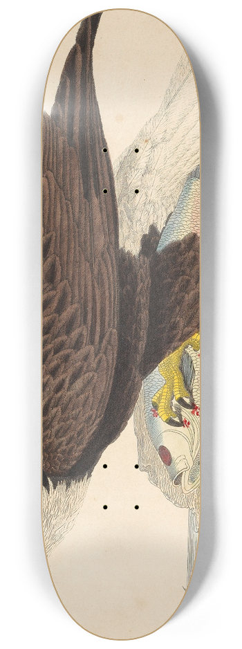 Alexander Wilson - White-headed Eagle 8.25 inch art skate deck