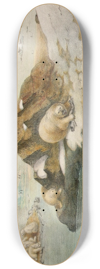 Alfred Frdol - Ours blancs 8.25 inch art skate deck