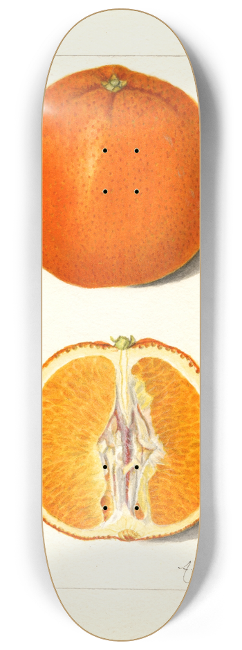 Amanda Almira Newton - Citrus sinensis 8.25 inch art skate deck
