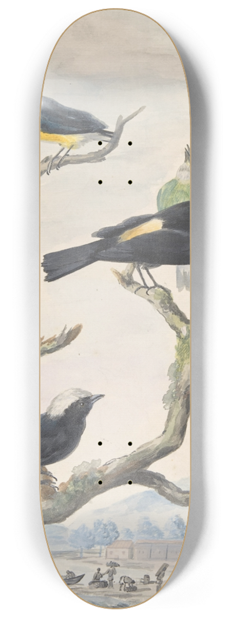 Abraham Meertens - Six South American Birds 8.25 inch art skate deck