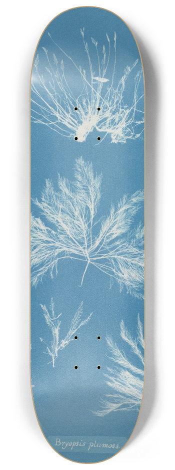 Anna Atkins - Bryopsis plumosa 8.25 inch art skate deck