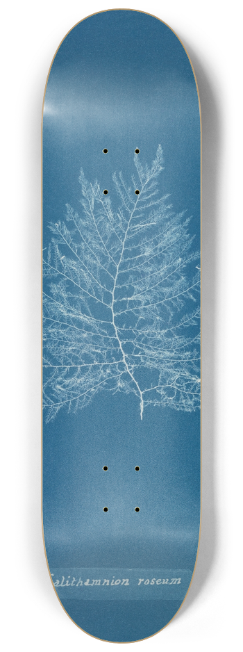 Anna Atkins - Calithamnion roseum 8.25 inch art skate deck